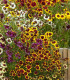 Krásnoočko trpasličí mix - Coreopsis hybrida - semena - 200 ks