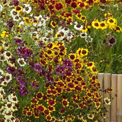 Krásnoočko Incredible Dwarf Mix - Coreopsis hybrida - semena - 200 ks