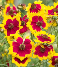 Krásnoočko Incredible Dwarf Mix - Coreopsis hybrida - semena - 200 ks