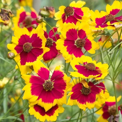 Krásnoočko Incredible Dwarf Mix - Coreopsis hybrida - semena - 200 ks