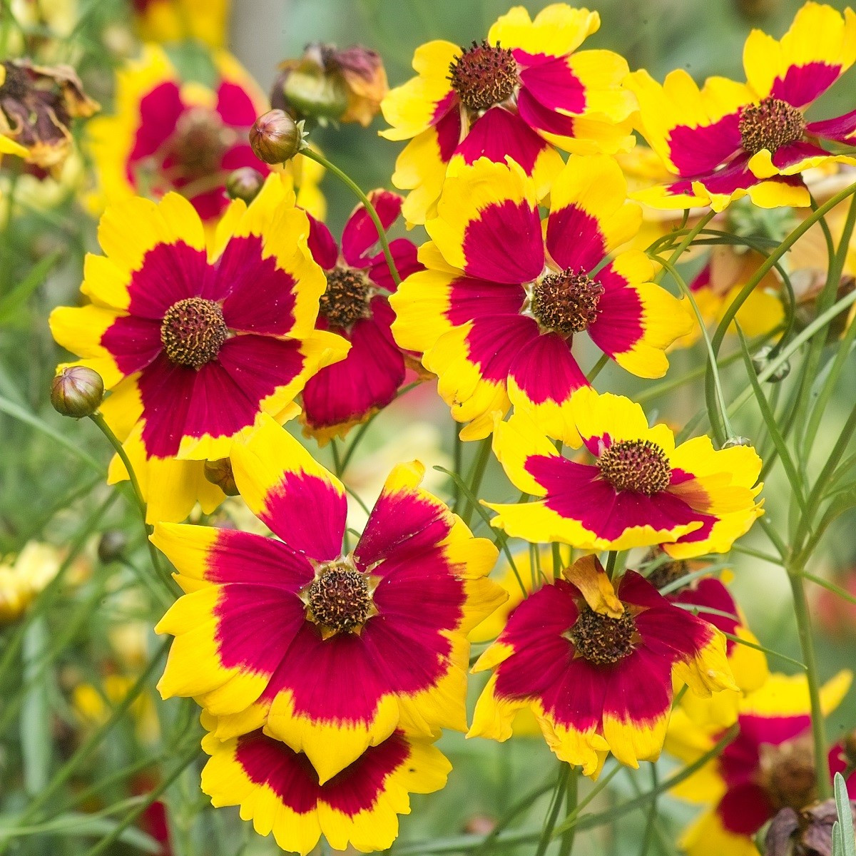 Krásnoočko Incredible Dwarf Mix - Coreopsis hybrida - semena - 200 ks