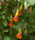 Durman krvavý - Brugmansia sanguinea - semena - 7 ks