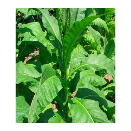 Tabák Orinoco - semena Tabáku - Nicotiana tabacum - 25 ks  