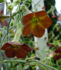 Tabák Hnědý List - Nicotiana tabacum - semena - 25 ks