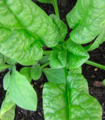 Tabák Green wood - Nicotiana tabacum - semena - 25 ks