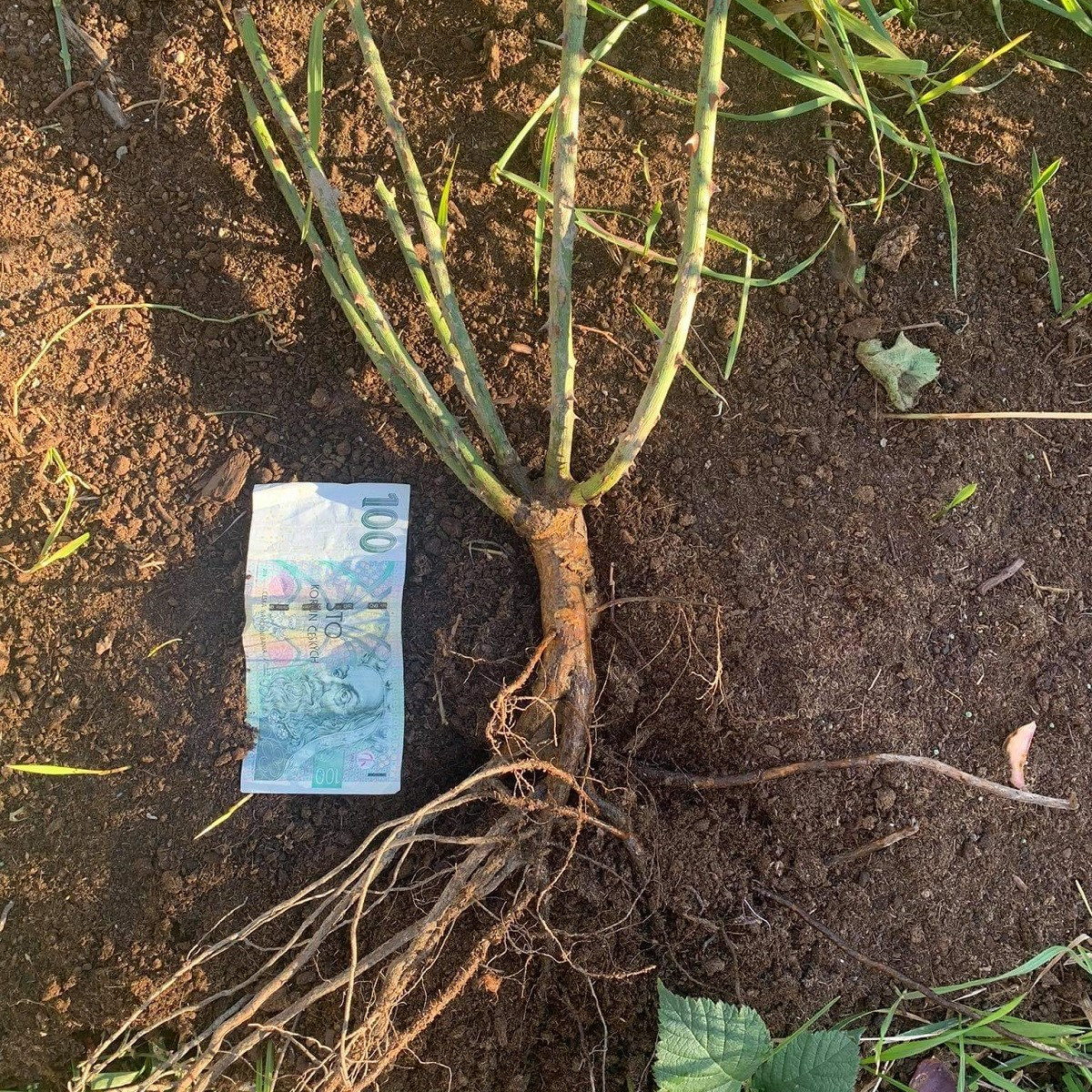 Růže keřová pnoucí Golden Gate - Kordes - Rosa - prostokořenné sazenice růží - 1 ks