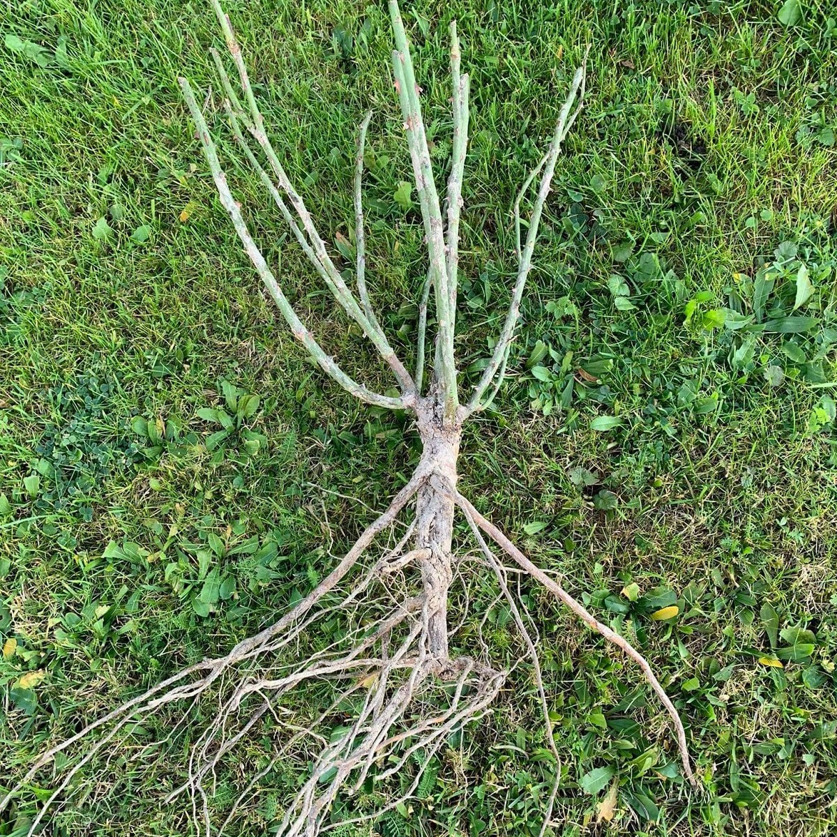 Růže keřová pnoucí Golden Gate - Kordes - Rosa - prostokořenné sazenice růží - 1 ks