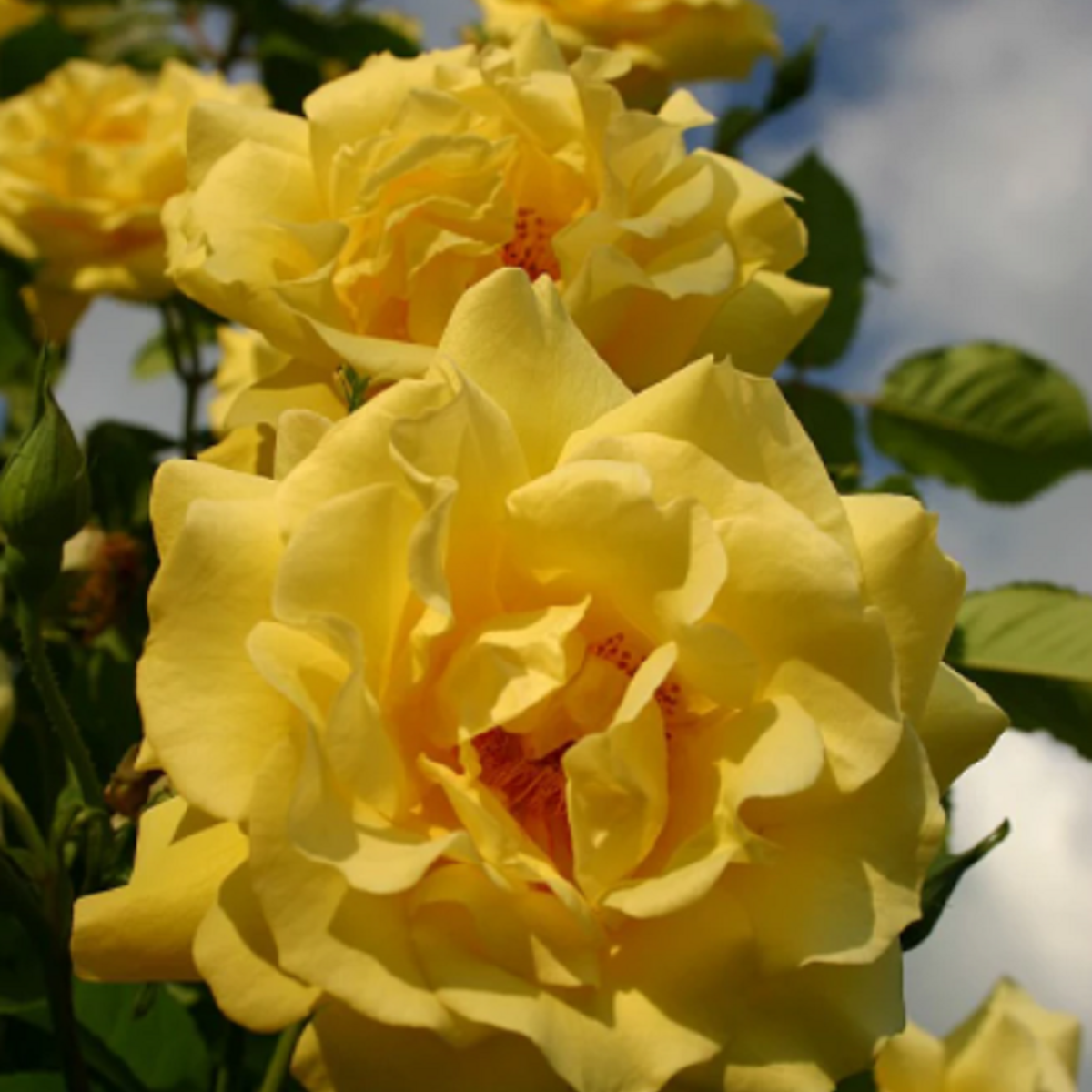 Růže keřová pnoucí Golden Gate - Kordes - Rosa - prostokořenné sazenice růží - 1 ks