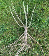 Růže mnohokvětá Schöne Koblenzerin - Kordes - Rosa - prostokořenné sazenice růží - 1 ks