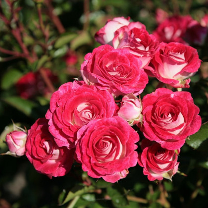 Růže mnohokvětá Schöne Koblenzerin - Kordes - Rosa - prostokořenné sazenice růží - 1 ks