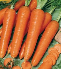Mrkev Rotin - Daucus carota - semena - 900 ks