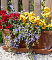 Směs letniček na balkón - luční směs - 0,9 g