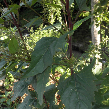 Lebeda zahradní - semena Lebedy - Atriplex hortensis - 0,5 gr