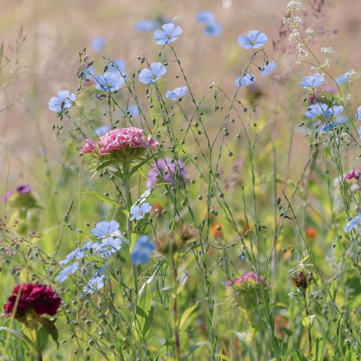 Modrá louka Zvonečková - Planta Naturalis - luční směs - 10 g