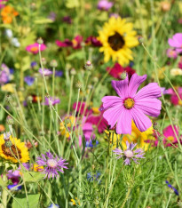 Pestrá kytice - Černý Biopro - luční směs - 20 g