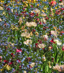 Louka pro motýly - Planta Naturalis - luční směs - 10 g