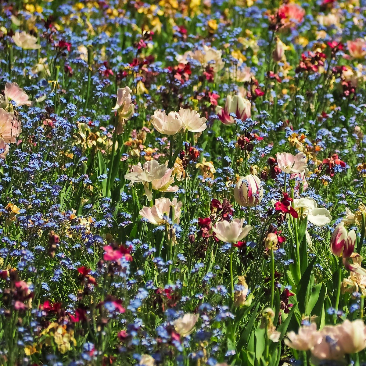 Louka pro motýly - Planta Naturalis - luční směs - 40 g