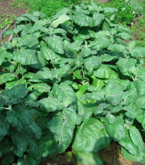 Tabák indiánský slavnostní - Nicotiana rustica sacred - semena - 50 ks