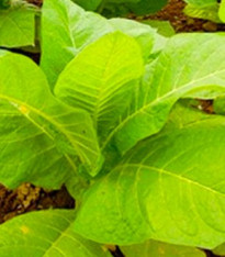 Tabák Madole SPECIÁL - Nicotiana tabacum - semena - 20 ks