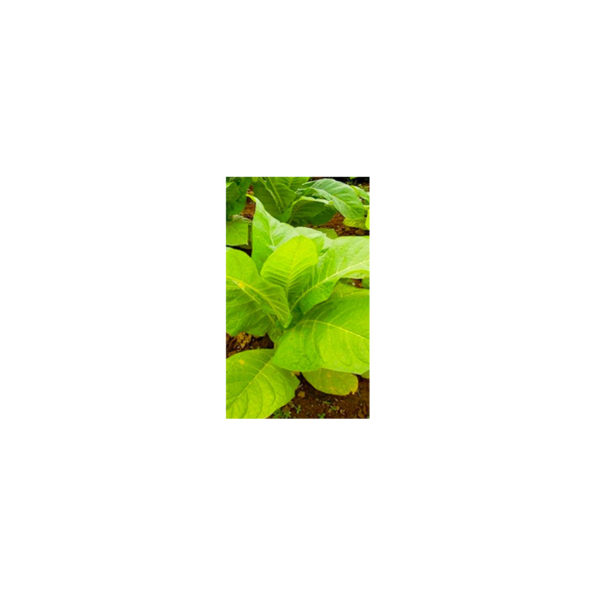 Tabák Madole SPECIÁL - semena Tabáku - Nicotiana tabacum - 20 