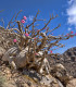 Pouštní růže - Adenium obesum - semena - 5 ks