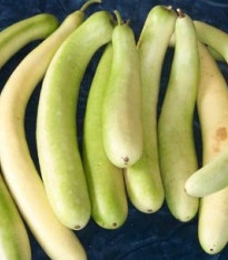 Indická okurka - Lagenárie dlouhá - Lagenaria siceraria longissima - semena - 7 ks