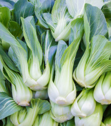 Pak Choi Chifu F1 - Brassica rapa chinensis - semena - 50 ks