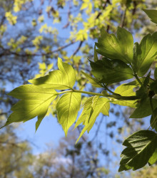 Semena javoru – Javor jasanolistý – Acer negundo