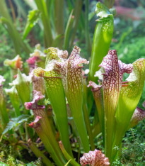 Špirlice náhorní - Sarracenia oreophila var. ornata - semena - 8 ks