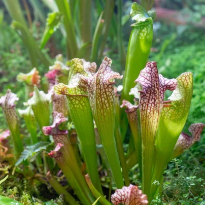 Špirlice náhorní - Sarracenia oreophila var. ornata - semena - 8 ks