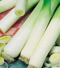 Pór zimní Natan - Allium porrum - semena - 1,5 g