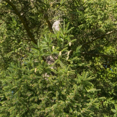 Smrk Wilsonův - Picea wilsonii - semena - 12 ks