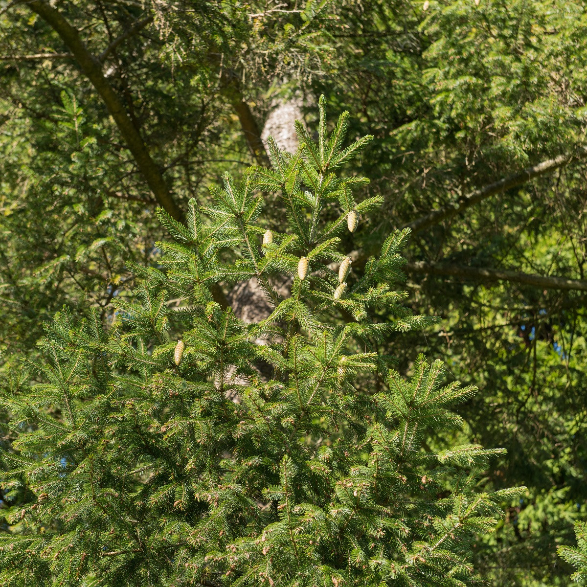 Smrk Wilsonův - Picea wilsonii - semena - 12 ks