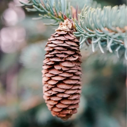 Smrk Wilsonův - Picea wilsonii - semena - 12 ks