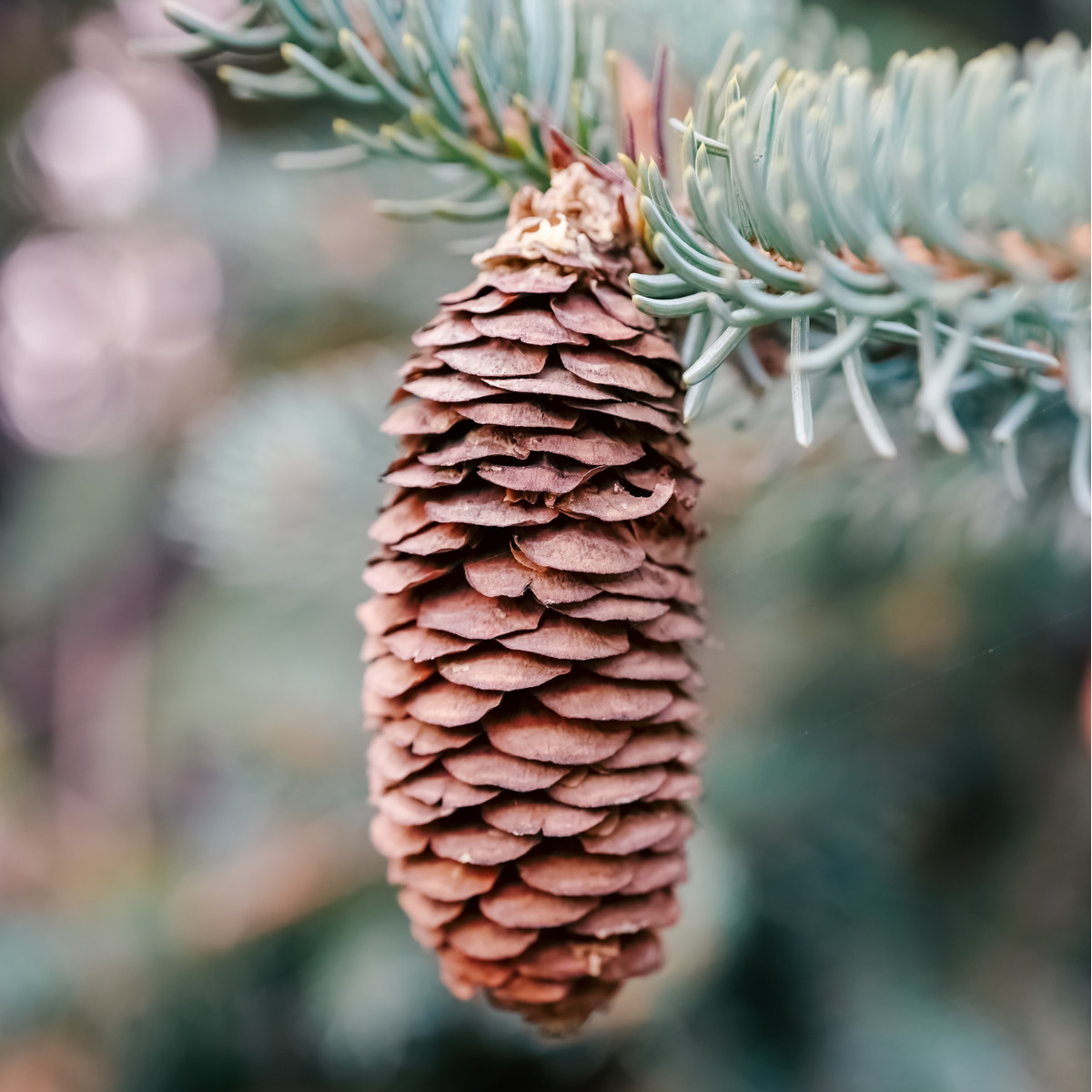 Smrk Wilsonův - Picea wilsonii - semena - 12 ks