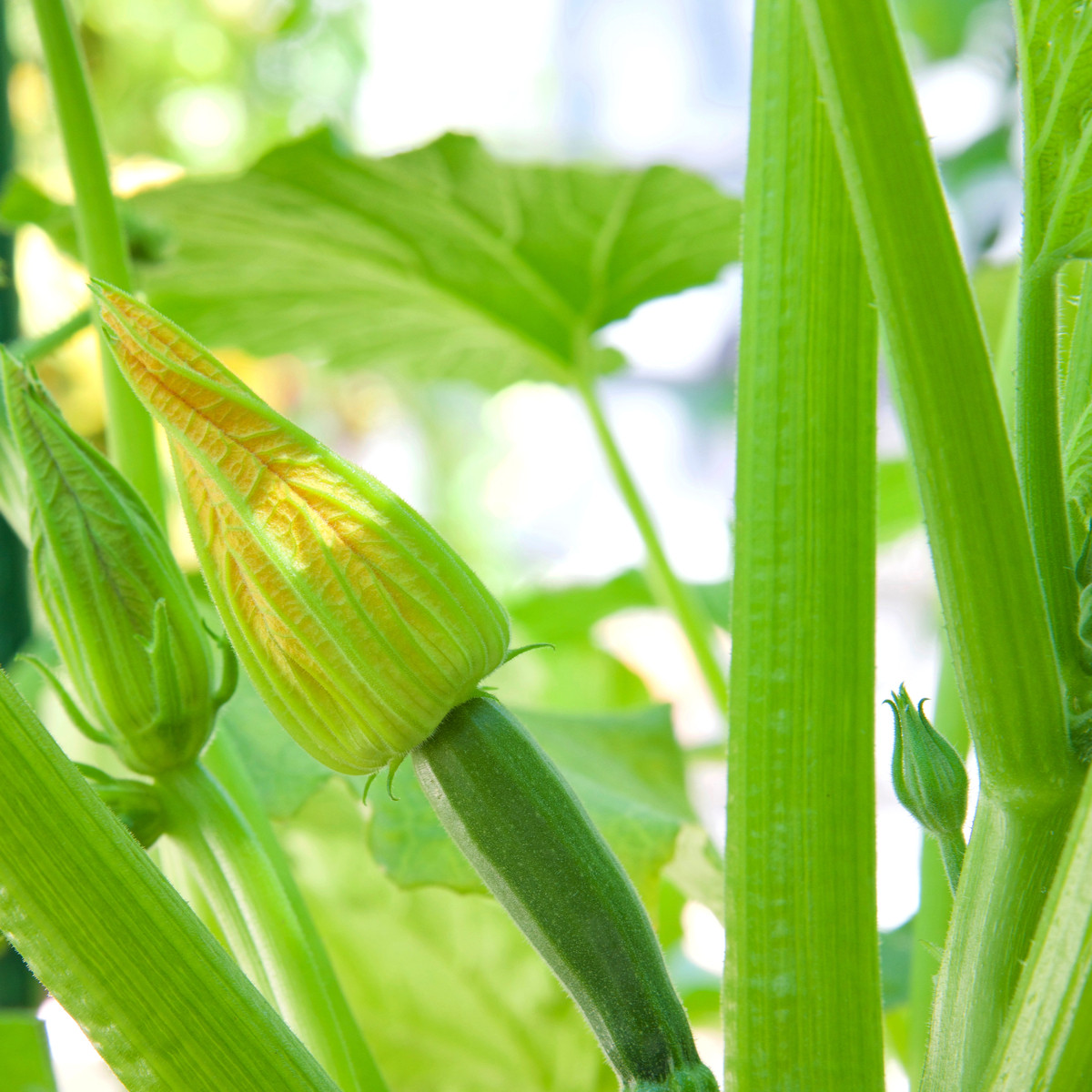 BIO Cuketa Alberello - Cucurbita pepo - bio semena - 5 ks