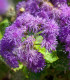Nestařec americký Red Sea - Ageratum houstonianum - semena - 30 ks