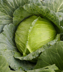 BIO Zelí bílé Marner Lagerweiß - Brassica oleracea - bio semena - 25 ks