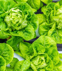 Salát hlávkový letní Dětenická atrakce - Lactuca sativa - semena - 300 ks