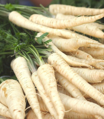 Petržel Konika - Petroselinum crispum - semena - 700 ks