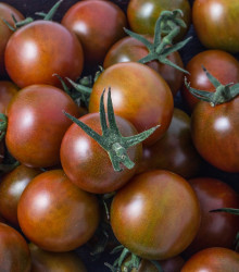 BIO Rajče černé Cherry - Solanum lycopersicum - bio semena - 6 ks