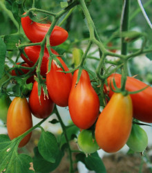 Semena rajčete – Rajče Eduardo F1 – Solanum lycopersicum