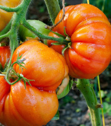 BIO Rajče Brandywine červené - Solanum lycopersicum - bio semena - 7 ks