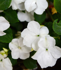 Netýkavka Campos bílá F1 - Impatiens walleriana - semena - 20 ks