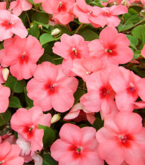 Netýkavka Campos F1 salmon - Impatiens walleriana - semena - 20 ks