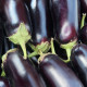 Lilek Jewel Jet - Solanum melongena - semena - 10 ks