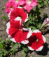 Petúnie Musica F1 Red Frost - Petunia x grandiflora - semena - 30 ks