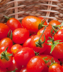 Rajče Tutti Frutti F1 - Solanum lycopersicum - semena - 6 ks