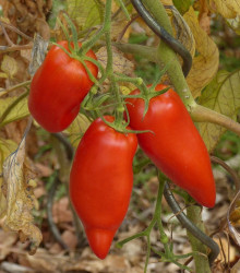 BIO Rajče Andenhorn - Solanum lycopersicum - bio semena - 8 ks