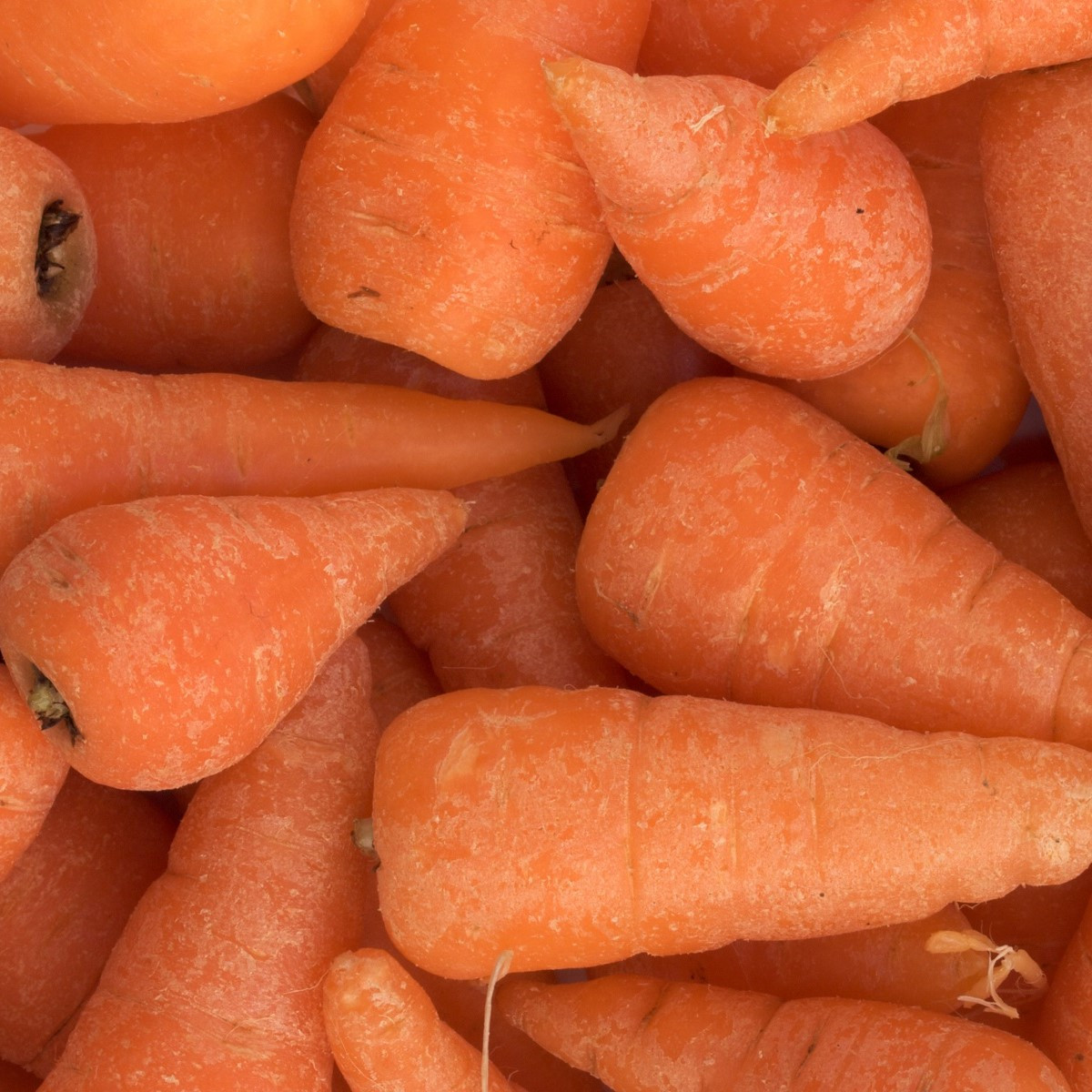 BIO Mrkev Chantenay - Daucus carota - bio semena - 350 ks